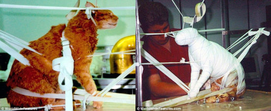 90天制作过程:工作人员先把一只猫(左)吊起来,然后用绷带小心翼翼地包