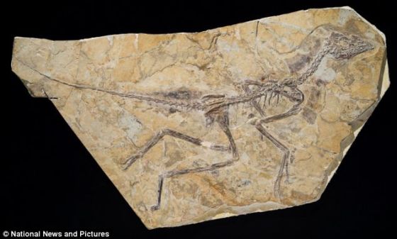 中国发现类鸡飞行恐龙化石可了解鸟类进化