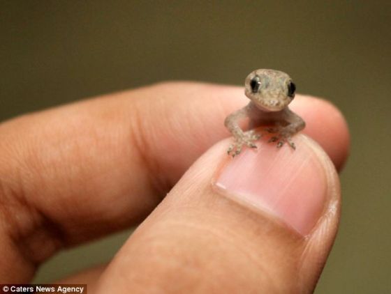 这是世界上最小的爬行动物之一,它比一个孩子的拇指指甲还小