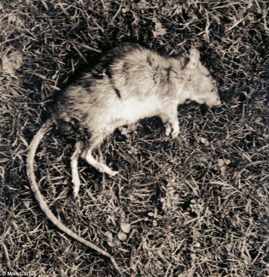 世界上最恐怖的老鼠图片