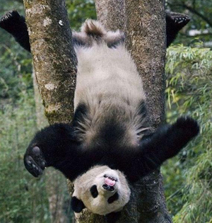 憨态可掬的熊:动作形似人类