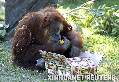 世界已知最老猩猩过世 终年55岁(图)