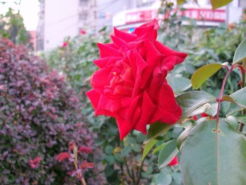 1030万像素 天语拍照王c260拍摄样张