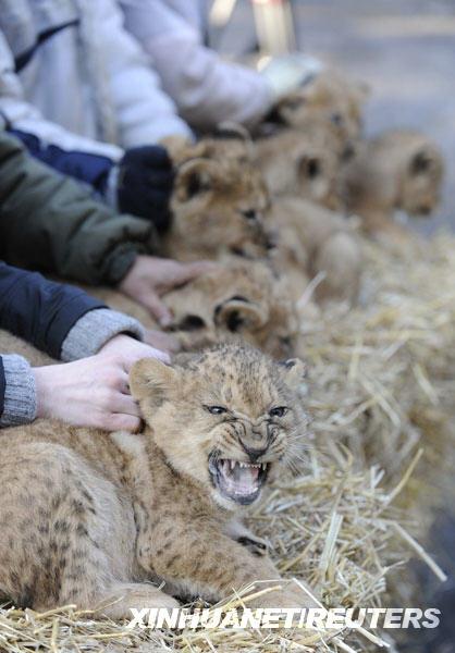 9只同父异母的小狮子亮相德国动物园(组图)