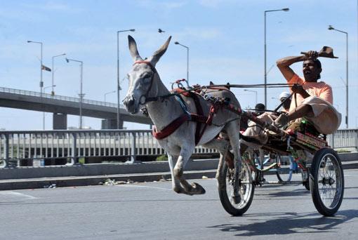 巴基斯坦举行疯狂驴车大赛(图)
