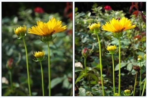 卡片旗舰pk 富士f200exr与尼康s620对比(3)