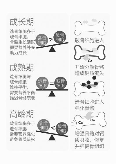 骨骼生长机理图