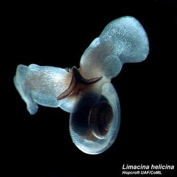 海里的无壳蜗牛图片