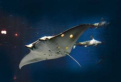 海洋公园海洋奇观抢先看:角鹏锤头鲨蓝鳍吞拿鱼