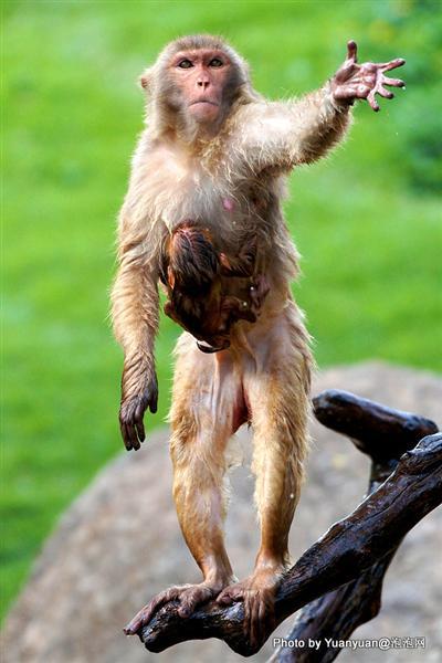这只猴子摄于广州动物园,因为是露天开放,很多游客会扔吃的给猴子