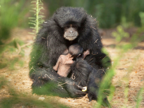 跟拍长臂猿母子:母猿搂幼崽喂奶展现母爱(图)