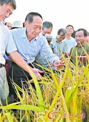 袁隆平赴安徽六安考察超級雜交水稻畝產1000公斤示範攻關項目.cfp供圖