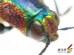 挑战画质无极限 奥林巴斯全方位运动相机TG-2