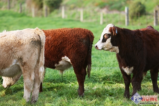 农场牛群(点击查看高清图集)&nbsp;&nbsp;    呆呆的卷毛牛,一开始