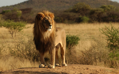 西非狮子图片