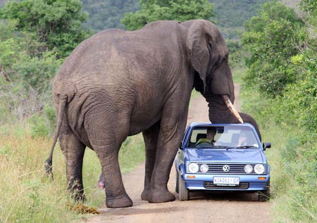 南非動物園野生大象壓癟遊客車頂圖