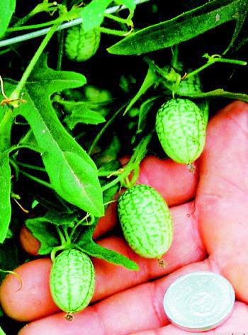 "拇指西瓜"学名"佩普基诺",是一种源自南美洲的野生水果,生长周期一般