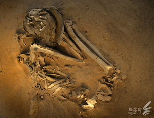 国家地理考古发现撒哈拉人类骸骨2