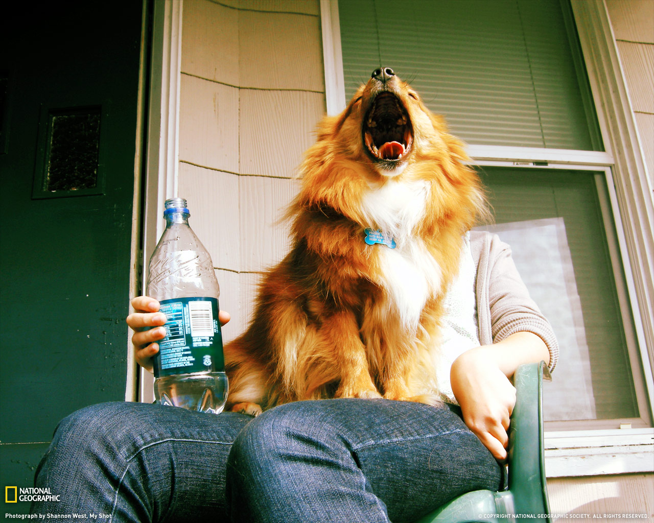 摄影者:shannon west yawning dog sometimes you just snap a