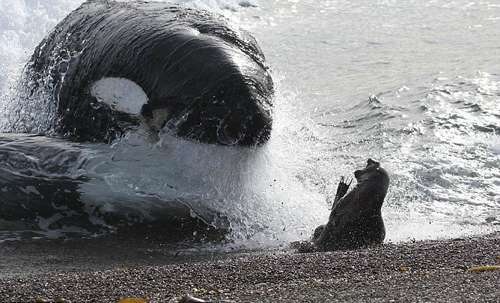虎鲸吃豹形海豹图片