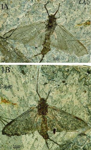 我国科学家发现并建立蜉蝣目昆虫新属种(图)