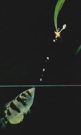 水下神枪手射水鱼:射出2米远水柱捕猎(图)