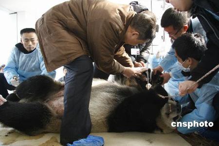 日本歸國的大熊貓突發腸梗阻