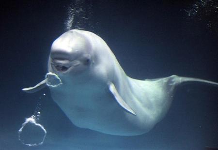 图文:大白鲸水中吐泡泡圈