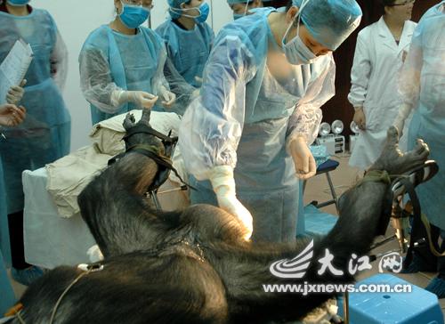 妇产科医生在检查"壮壮"的生殖器官.