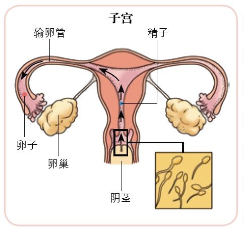 在大致的排卵期内,如果下腹部某一侧卵巢的位置会隐隐作痛,很可能这