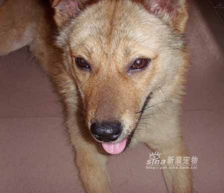 组图:震中义犬的幸福生活(14)