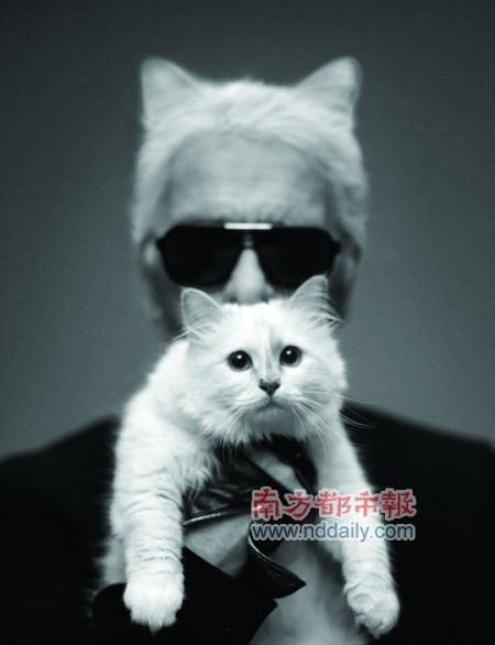 老佛爷和他的爱猫.