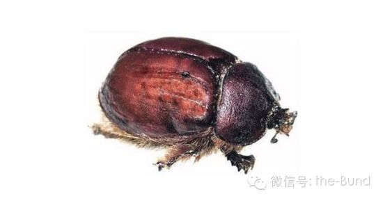 能提炼出胭脂虫红的胭脂93