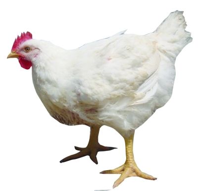 媒体曝光山东部分养殖场的速生鸡未经检验流入百胜餐饮集团上海物流
