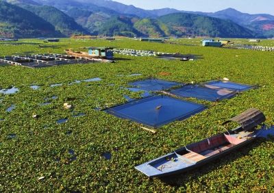 闽江库区水葫芦泛滥:村民盼建治理长效机制