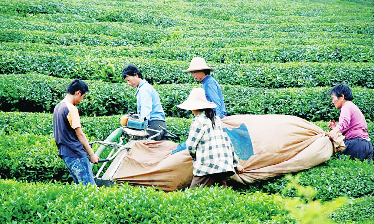 泛亚电竞网址有关茶叶的知识