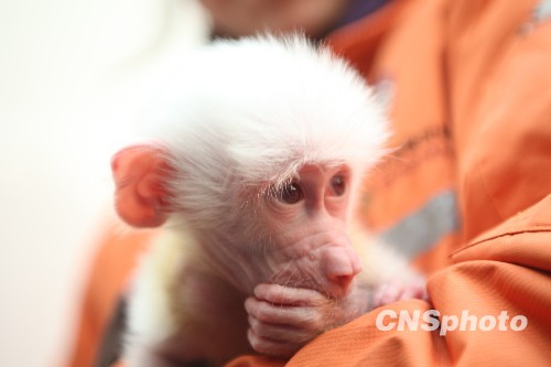 图:罕见白狒狒通过人工喂养成功存活