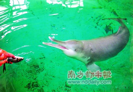 中国最后一只白鳍豚图片
