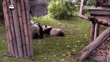 咬合力仅次于北极熊,和棕熊齐平; 奔跑速度在海拔两千米高度的山地里