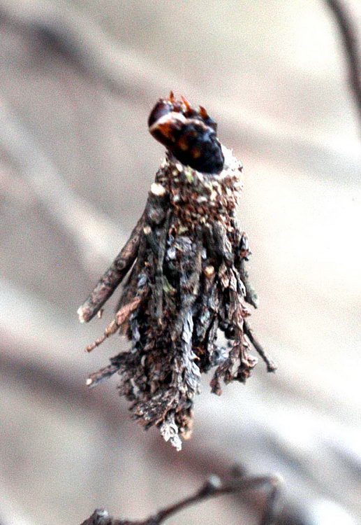 图文:袋蛾幼虫从蛹里露出头来啃食树叶