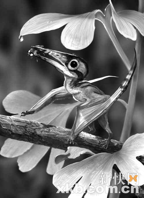 这是在辽宁西部发现的世界最小的翼龙化石(资料照片).