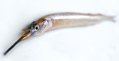 长江钓起一怪鱼 下颌比上颌长10倍