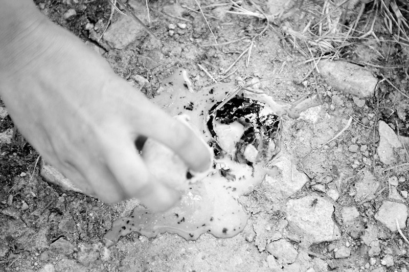 海沧野生动物园:是谁杀死了孔雀宝宝?_新闻中心_新浪网