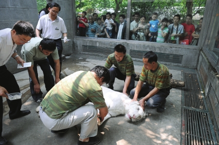 > 正文 昨日,成都動物園3只白虎及一隻非洲獅首次有了