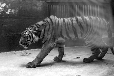 两只华南虎来蓉 先当邻居"谈恋爱"