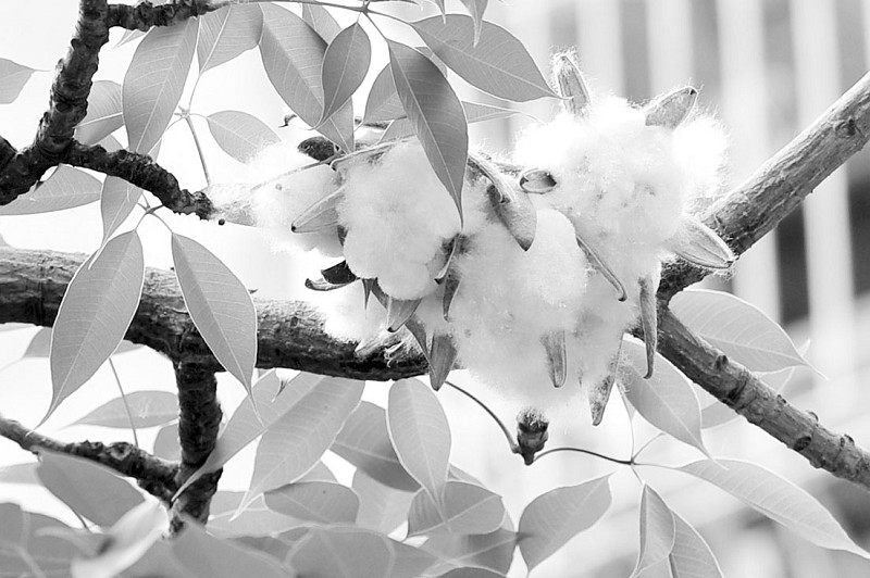 六月飞雪木棉花开飞絮被投诉扰民