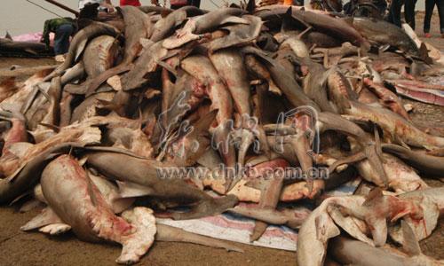 福州连江渔民昨日钓获千余头鲨鱼