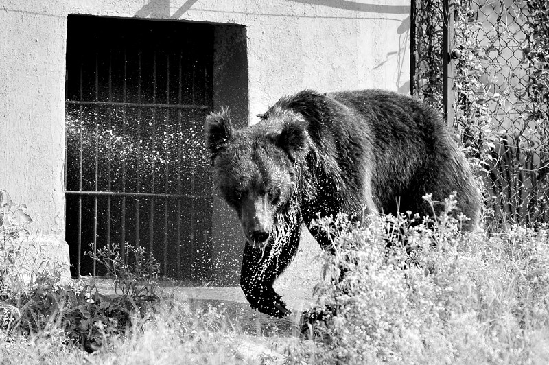海沧动物园动物忙避暑 猴子舔冰棍狗熊啃西瓜