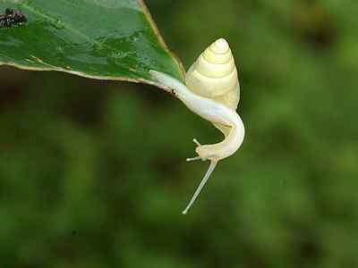 台湾罕见高腰蜗牛壳如蛋糕卷