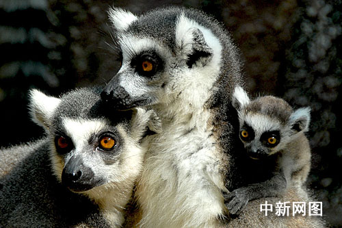 深圳出生的世界瀕危動物小節尾狐猴首與遊人見面